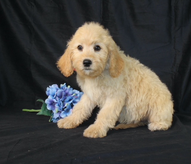 puppy, for, sale, Cavapoo, Ivan J. Stoltzfus, dog, breeder, Dornsife, PA, dog-breeder, puppy-for-sale, forsale, nearby, find, puppyfind, locator, puppylocator, aca